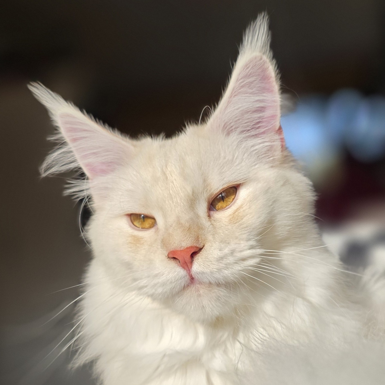 [Zuchtkater]