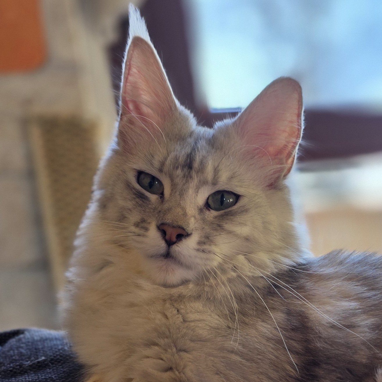 [Zuchtkatzen]
